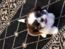 Shih Tzu puppies available at low cost rates