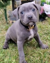 Staffordshire Bull Terrier