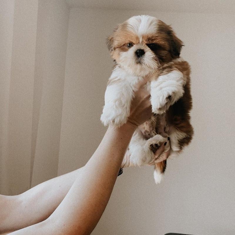 Adorable Shih Tzu Pups ready for Adoption! Email cheyannefennell292@gmail.com or text (626)-655-3479 Image eClassifieds4u