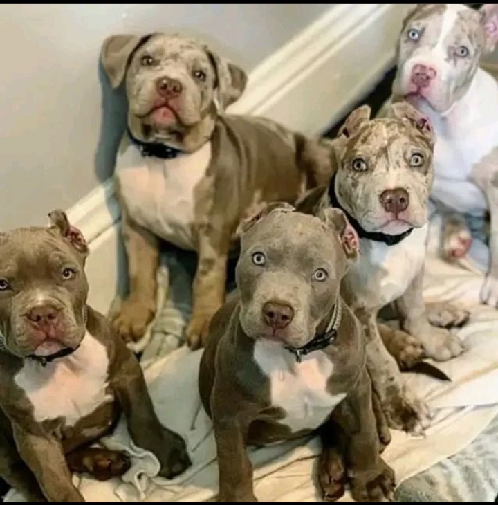 American Pitbull Puppies For Sale!! Email cheyannefennell292@gmail.com or text (626)-655-3479 Image eClassifieds4u