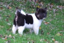 Akita Inu Puppies for re homing 🐾 Image eClassifieds4U