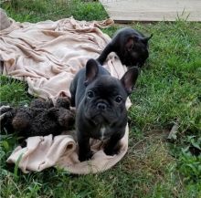 French Bulldog puppies for adoption Image eClassifieds4U