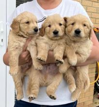 Golden Retriever puppies for sale. Email cheyannefennell292@gmail.com or text (626)-655-3479 Image eClassifieds4u 1