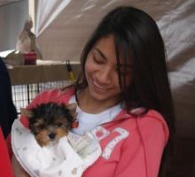 Yorkshire Terrier Puppies for adoption 😍 Image eClassifieds4U