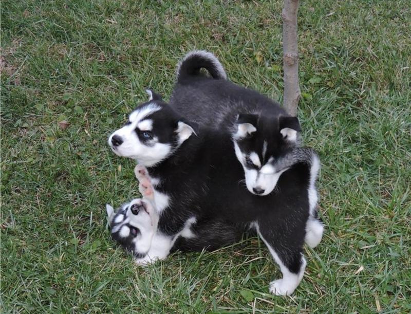 Siberian Husky Puppies Image eClassifieds4u