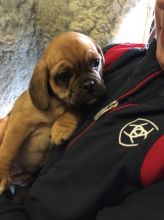 Puggle Puppies for pet lovers . Local deliveries