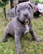 Staffordshire Bull Terrier Puppies for you