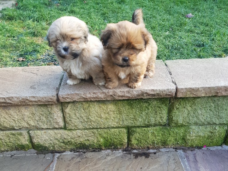 Lhasa Apso Puppies ready to go now Image eClassifieds4u