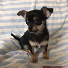 Chihuahua Puppies for adoption Image eClassifieds4u 1