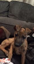 Whippet Puppies ready Image eClassifieds4U