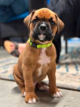 Healthy, adorable Boxer puppies available