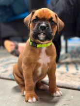 Two beautiful Boxer Puppies.