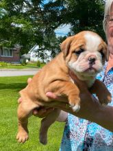 Male and female English Bulldog puppies available Image eClassifieds4u 2
