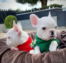 Healthy Male and Female Bull Dog Puppies for adoption