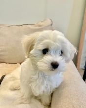 Male and Female Maltipoo Puppies for adoption