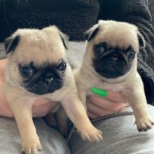 Adorable Pug puppies available