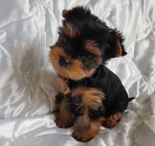 Lovely Yorkshire Terrier puppies