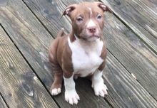 Very and friendly Pit Bull puppies
