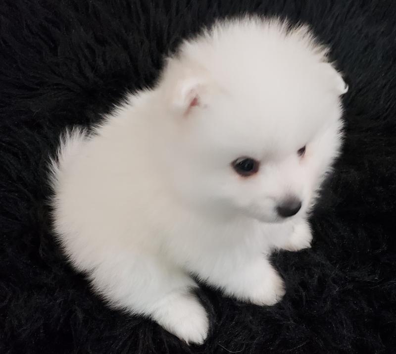 Cute male and female Toy American Eskimo Puppies available Image eClassifieds4u