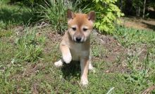 Adorable Shiba Inu puppies Image eClassifieds4U