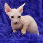 Beautiful Sphynx kittens Image eClassifieds4u 1