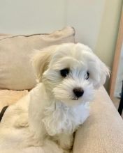 Top quality Male and Female Maltipoo Puppies for adoption Image eClassifieds4U