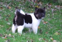 Akita Inu Puppies for re homing