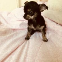 Chihuahua Puppies for adoption