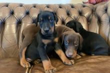 Dobermann Puppies 🐕‍🦺🐕‍🦺🐩🐩🐾🐾