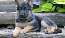 German Shepherd Puppies