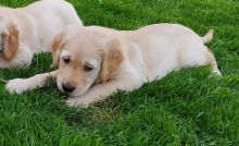 Golden Retriever pups ready