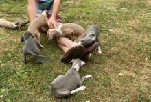 Italian Greyhound Puppies available