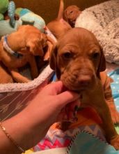 Vizsla Puppies for Vizsla Lovers