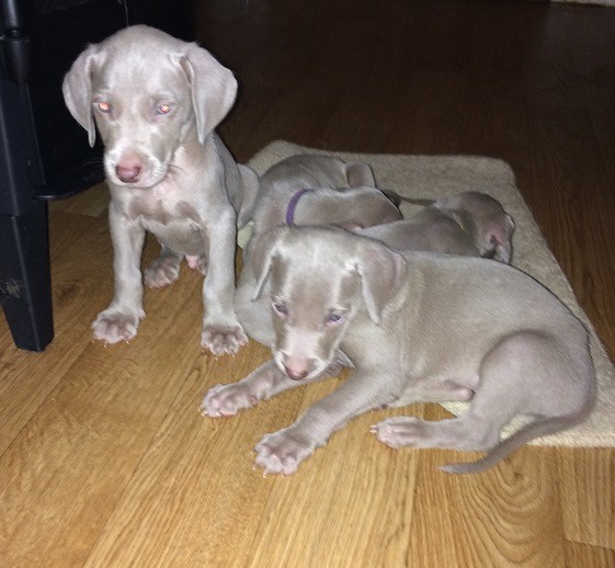 Pretty Weimaraner Puppies for adoption 😍 Image eClassifieds4u