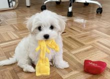 Adorable Male and Female Maltipoo Puppies for adoption