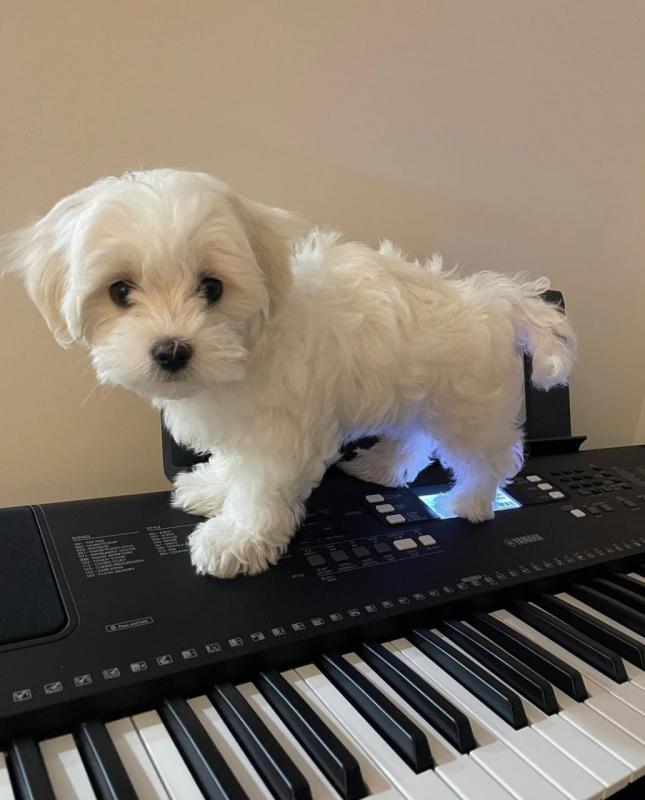 Beautiful Male and Female Maltipoo Puppies for adoption Image eClassifieds4u
