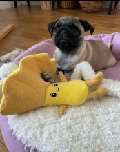 Adorable outstanding Male and Female Pug Puppies for adoption