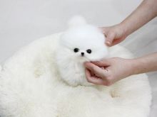 Adorable Teacup Pomeranian Puppies for sale