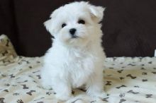 Cute Teacup Maltese puppies available.Email at (morganschannely@gmail.com)