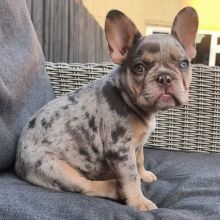 Healthy & Adorable French Bulldog Puppies available.Email at (feillenpiperakrajick@gmail.com)