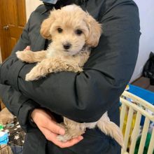 Home Trained Teacup Maltese puppies ready for adoption.Email at (morganschannely@gmail.com)