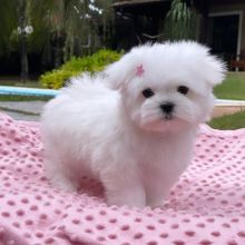 Lovely Apple-Head Teacup Maltese Puppies for adoption.Email at (morganschannely@gmail.com)