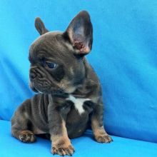 Playful French Bulldog puppies ready for adoption.