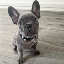 We have Beautiful French Bulldog puppies available.Email at (feillenpiperakrajick@gmail.com)