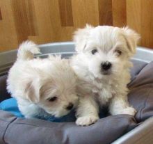 Well Trained Teacup Maltese puppies ready for rehoming.Email at (morganschannely@gmail.com)