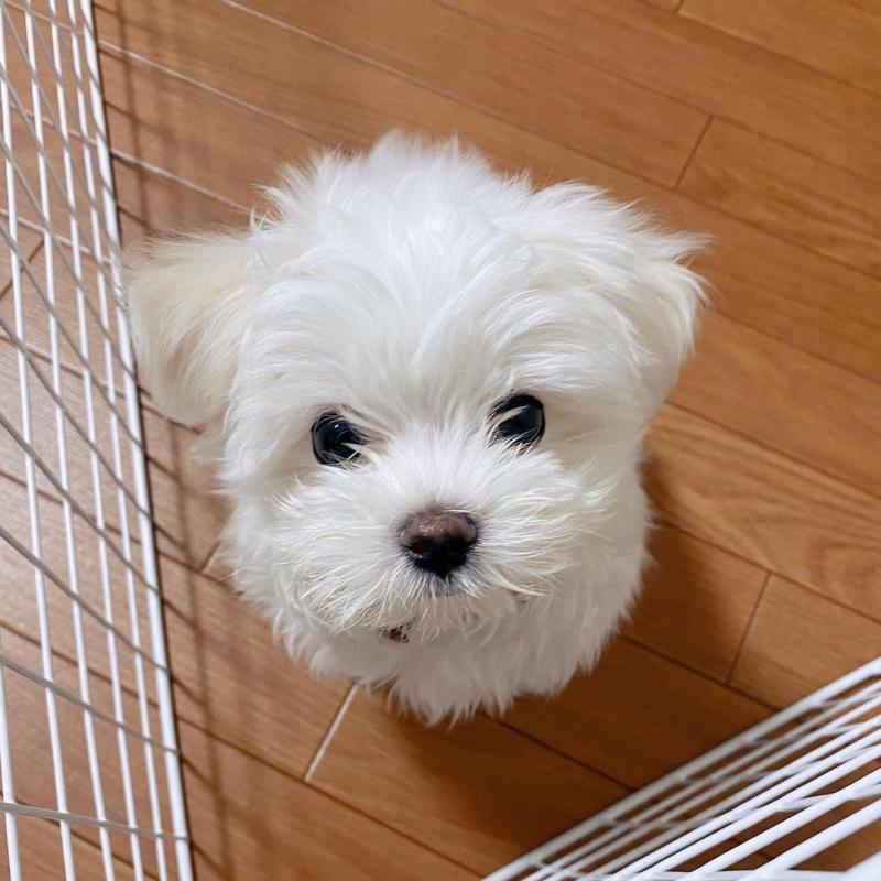 Charming Teacup Maltese puppies for adoption.Email at (morganschannely@gmail.com) Image eClassifieds4u