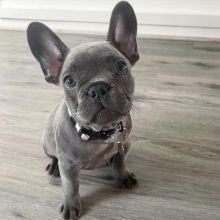 We have Beautiful French Bulldog puppies available.Email at (feillenpiperakrajick@gmail.com) Image eClassifieds4U