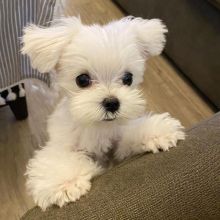 Amazing Teacup Maltese Puppies with CKC registered.Email at (morganschannely@gmail.com)