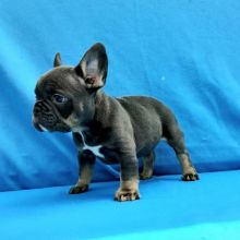 Charming French Bulldog puppies ready for re homing.Email at (feillenpiperakrajick@gmail.com