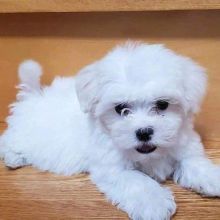 Cute Snow-White Teacup Maltese Puppies ready for adoption.Email at (morganschannely@gmail.com)